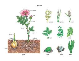 Plant 1 Noun Definition Pictures