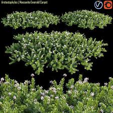 arctostaphylos manzanita emerald carpet
