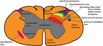 pivotal spinal cord anatomy for