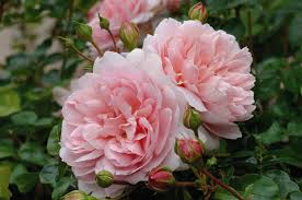 Roses The Best Plants To Grow In Your