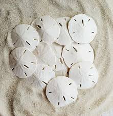 Maybe you would like to learn more about one of these? Large Sand Dollars 3 3 5 Set Of 12 Wedding Seashell Craft