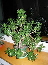 Money Plant Jade Plant Crassula