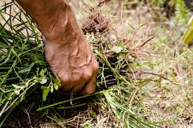 How To Get Rid Of Weeds Permanently