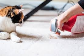 cat scratching carpet flooring