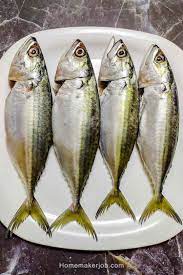 bangda fish indian macl