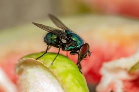 How To Keep Flies Away From Food At An