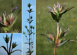 Gentianella pilosa (Wettst.) Holub - Sistema informativo sulla flora ...