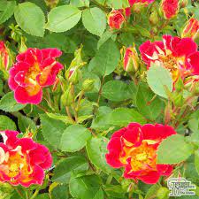 Buy Rosa Rainbow Magic Patio Rose In