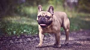 On average, a french bulldog will sleep for 12 to 14 hours a day. How To Get My French Bulldog To Stop Growling Petcarerx