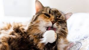 cat mouth sores how to recognize them