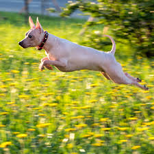 american hairless terrier facts