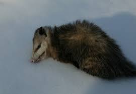 All of these animals play dead because most predators have to kill their prey before eating it and, in fact, their feeding stimulus is driven by the act of killing. Virginia Opossum Wildlife Illinois