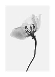 Lasciati ispirare dall'ampia selezione di attaccapanni a muro e ordina online oggi stesso. Fading Flower No1 Poster Fiore Bianco Desenio It