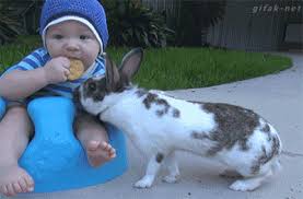 The best gifs for rabbit. Rabbit Stole A Cookie From A Baby You Ve Reached Funny Cat Gifs On Make A Gif