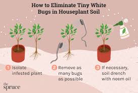 tiny white bugs in houseplant soil