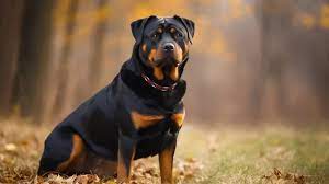 picture of a rottweiler dog background