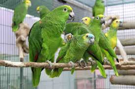 housing and feeding of baby parrots