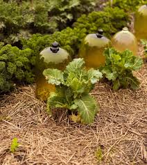 garden cloches and bell jars using