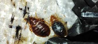 How Do I Stop Bed Bugs From Spreading