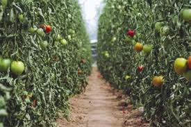 Виж над【17】 обяви за отглеждане домати с цени от 2 лв. Ranno Proizvodstvo Na Domati V Plastmasovi Oranzherii Sveti V Zemedelieto