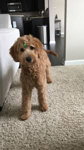 The way that the hair grows around a goldendodle puppy's nose is one of the few ways you can tell what coat a goldendoodle puppy will have. Goldendoodle Puppy Haircut Puppy Haircut Goldendoodle Puppy Goldendoodle Grooming