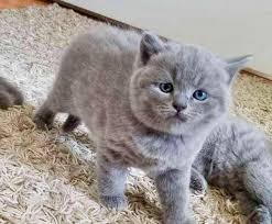 british shorthair kittens ready now for