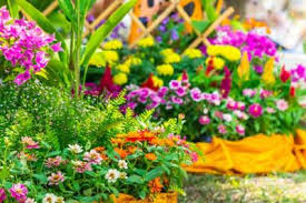 Купи сандъче летни цветя на супер цена от практикер. Letni Cvetya Cvetya Za Gradinata
