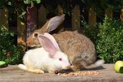 why-do-bunnies-shake