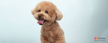 best dog breeds for apartments in india