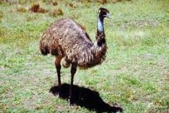 Did emus ever fly?