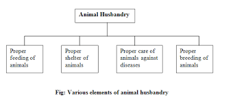 Animal Husbandry And Cattle Farming Class 9 Biology Notes On
