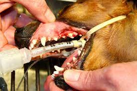 bleeding gums in dogs symptoms