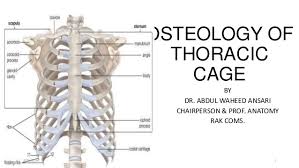 Interactive tutorials about the ribs and sternum bones, with labeled images and diagrams featuring the beautiful illustrations of getbodysmart. Osteology Of Thoracic Cage