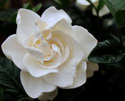 how to grow and care for gardenia