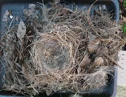 Nestwatch Juncos Nest In A Birdhouse