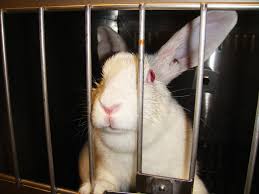 rabbits in laboratories