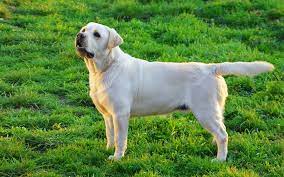 Maybe you would like to learn more about one of these? What Is The Cost Of A Labrador Retriever Puppy In India