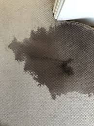 meticulous carpet upholstery clean