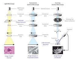 Differences Between Light Microscope And Electron Microscope