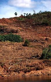 Threats To Borneo Forests Wwf