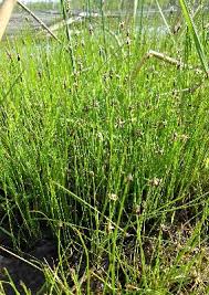 Eleocharis erythropoda - Michigan Flora