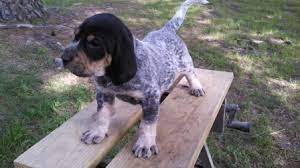 The blue tick hound puppies of the night; Blue Tick Hound Puppy Petfinder