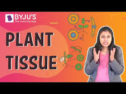types of plant tissue system their