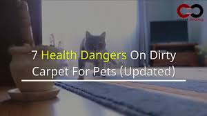 health dangers on dirty carpet for pets