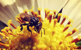 Resultado de imagem para abelhas