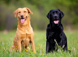 Welcome, we are located in colorado on the western slope of the rockies, in loma, near grand junction, colorado. Labrador Retriever Puppies For Sale Available In Tucson Phoenix Az