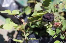 9 types of moody black roses az s