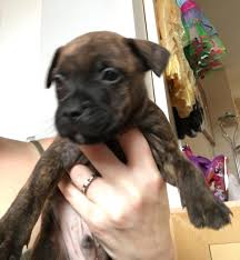 He is far too much a people dog to be exiled to the yard like all the bull breeds, the staffordshire bull terrier can trace its heritage back to the ancient molossian war dogs of the greeks. Dylan The 6 Week Old Male Staffordshire Bull Terrier