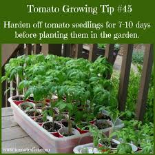 How To Harden Off Tomato Plants To