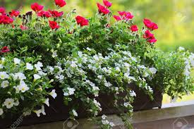 Maybe you would like to learn more about one of these? Red And White Flowering Plants In A Flower Box In The Window Sill Geranium Petunia And Bacopa Flower Growth In Pot Stock Photo Picture And Royalty Free Image Image 124898438